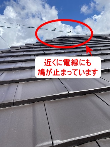 太陽光パネル　フン被害　鳥の巣